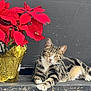 cat, tabby_cat, pet, feline, poinsettia, red_leaves, indoor_plant, gold_wrapping, whiskers, green_eyes, relaxed, striped_fur, paw, resting, closeup, ledge, bench, plant_pot, cute, houseplant