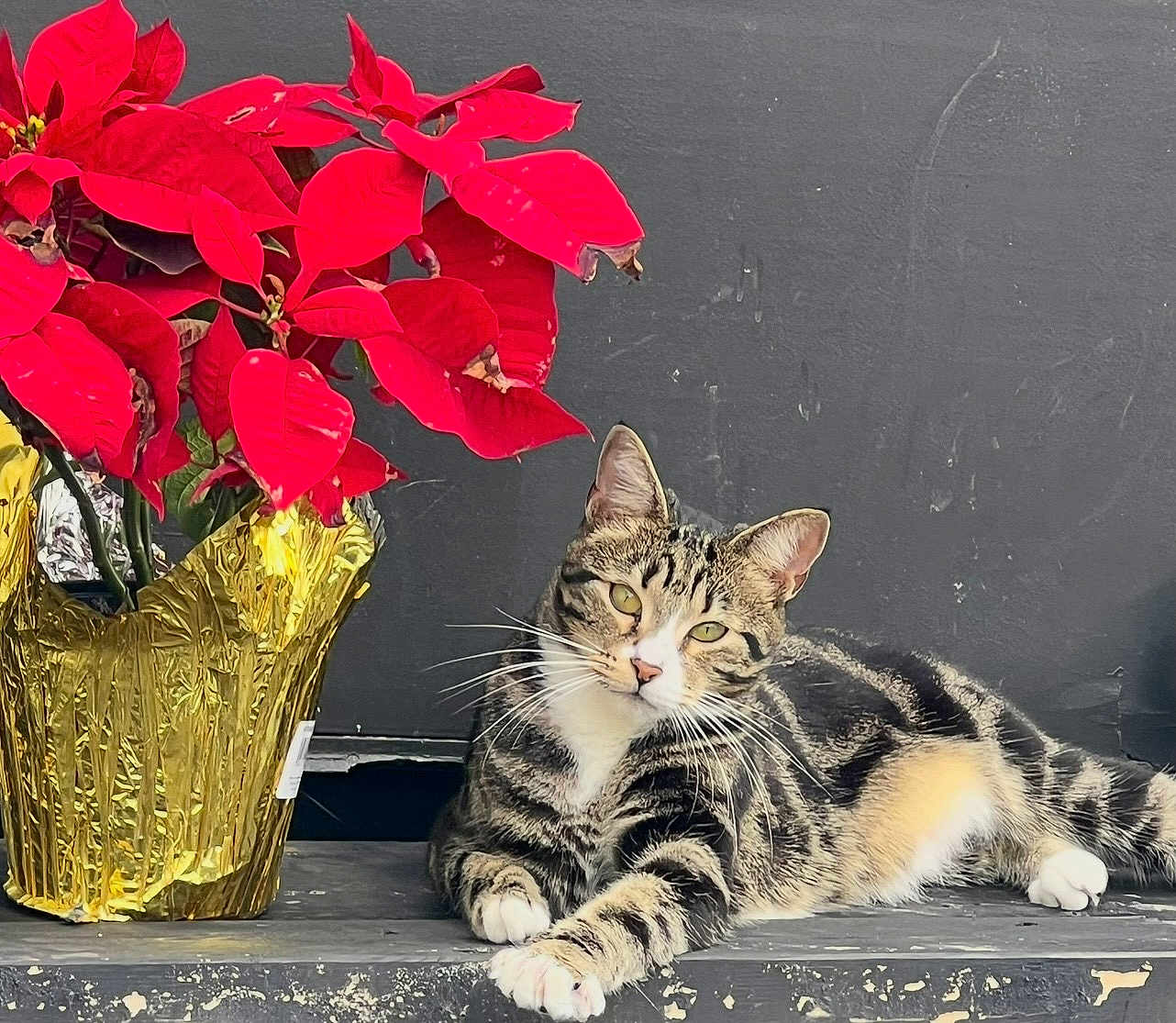 Princesa joined the competition — help win amazing prizes! cat, tabby_cat, pet, feline, poinsettia, red_leaves, indoor_plant, gold_wrapping, whiskers, green_eyes, relaxed, striped_fur, paw, resting, closeup, ledge, bench, plant_pot, cute, houseplant