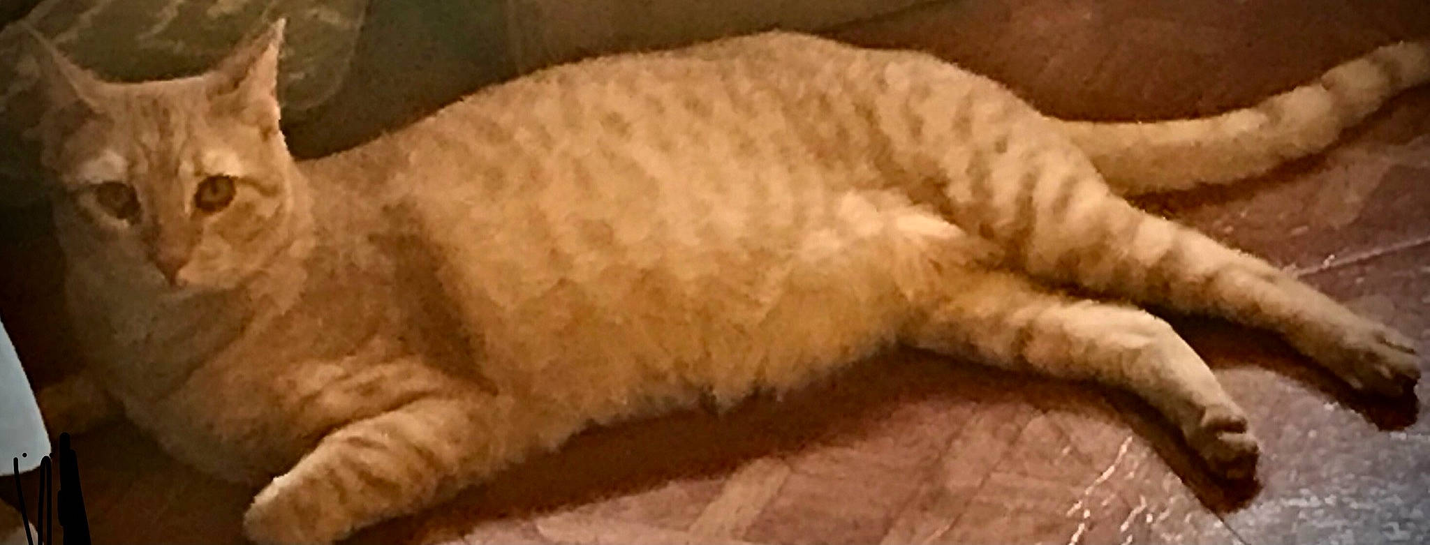 Harvey joined the competition — help win amazing prizes! canidae, carnivore, cat, claw, comfort, companion_dog, dog_breed, duvet, fawn, felidae, fur, nap, paw, sleep, small_to_medium_sized_cats, snout, sporting_group, tail, whiskers, wool