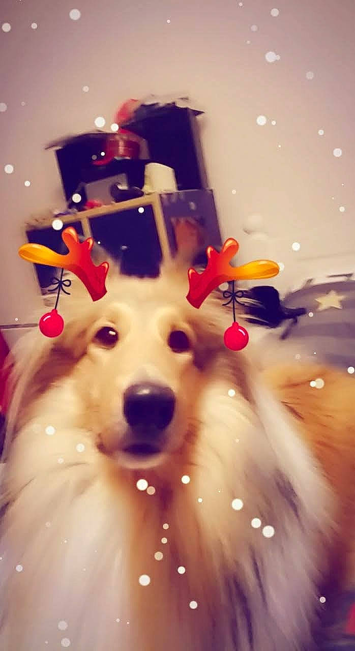 Okaya a rejoint le concours — aidez-le/la à gagner de superbes lots ! canidae, carnivore, christmas, christmas_ornament, companion_dog, dog, dog_breed, event, fawn, fun, fur, happy, hat, holiday, party_supply, snout, sporting_group, whiskers, winter, working_animal