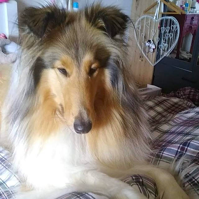 Okaya participe au concours pour gagner de l'argent avec cette photo : canidae, carnivore, collie, companion_dog, dog, dog_breed, fawn, fur, herding_dog, plaid, rough_collie, scotch_collie, shetland_sheepdog, snout, sporting_group, tartan, terrestrial_animal, whiskers, working_animal, working_dog