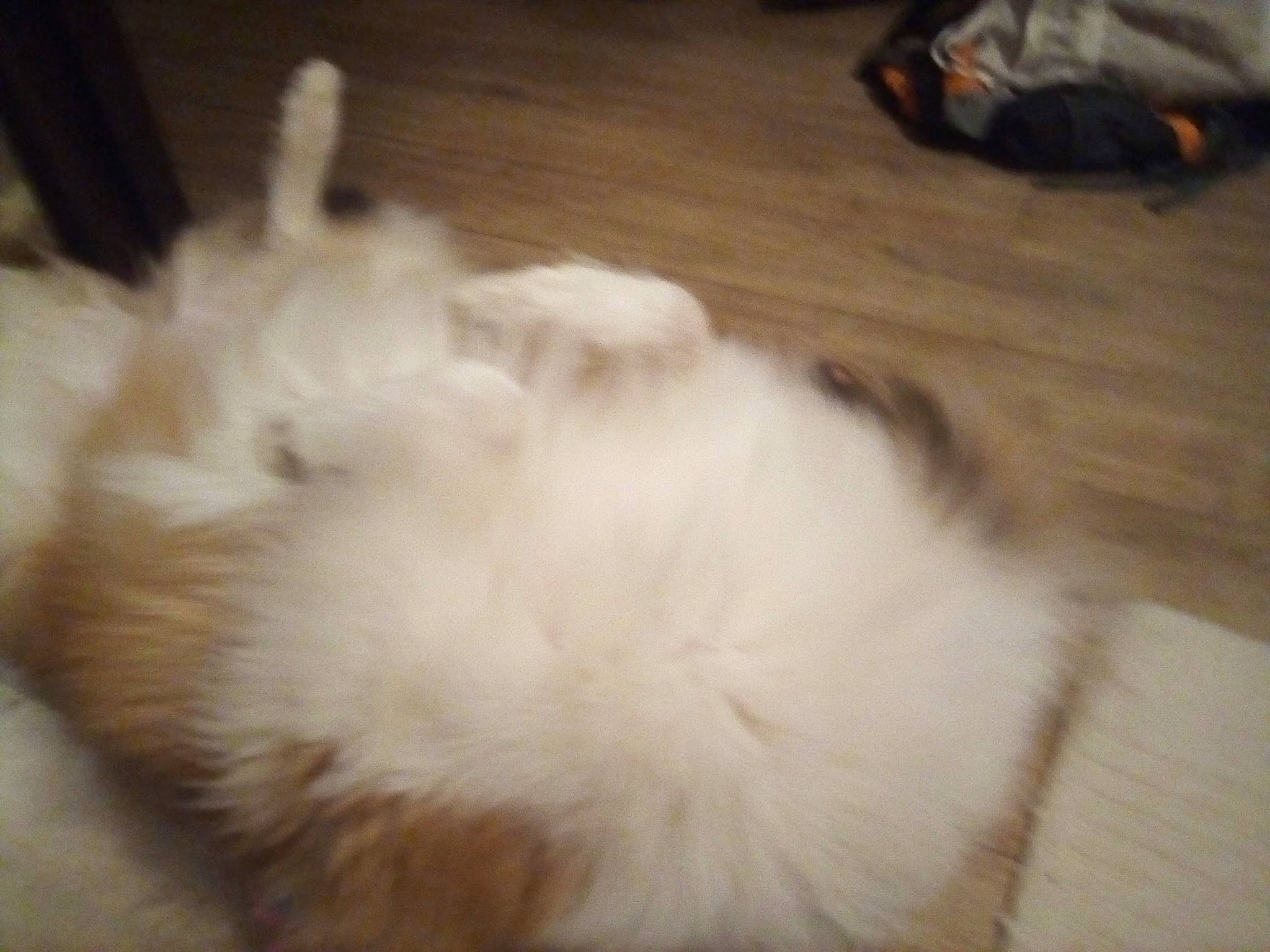 Okaya participe au concours pour gagner de l'argent avec cette photo : carnivore, companion_dog, dog, dog_breed, fawn, felidae, flooring, fur, german_spitz, hardwood, mammal, paw, samoyed, small_to_medium_sized_cats, snout, spitz, tail, toy_dog, whiskers, wood