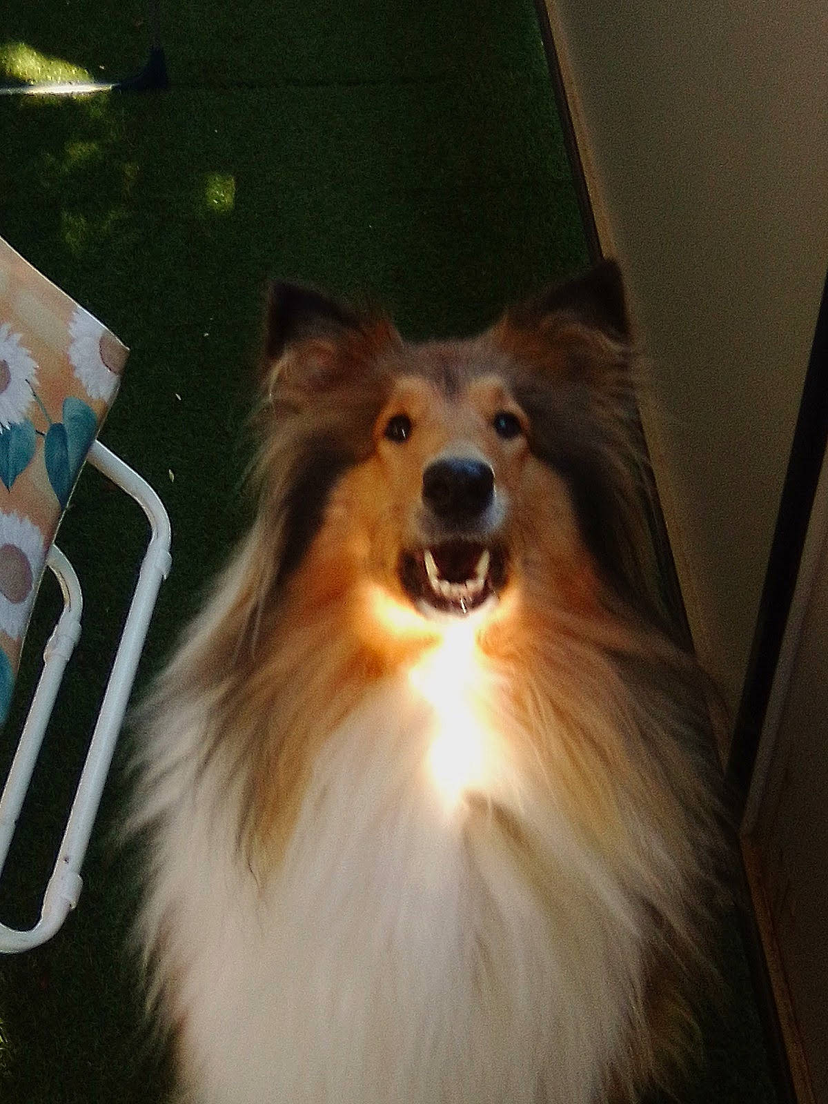 Okaya participe au concours pour gagner de l'argent avec cette photo : ancient_dog_breeds, canidae, carnivore, collie, companion_dog, dog, dog_breed, event, fawn, fur, german_spitz, german_spitz_klein, rough_collie, scotch_collie, shetland_sheepdog, spitz, sporting_group, whiskers, working_animal, working_dog