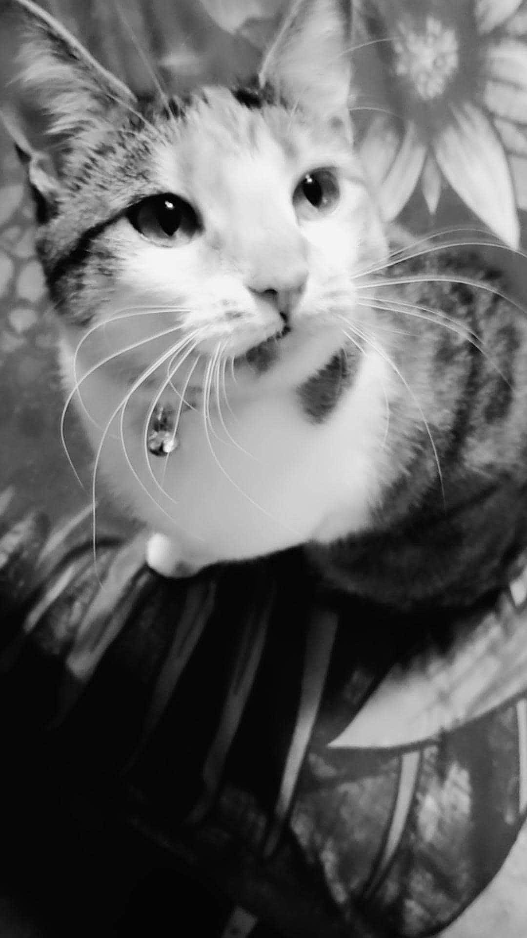 Gia is registered to the contest to win money with this photo: black, black_and_white, carnivore, cat, close_up, domestic_short_haired_cat, ear, eye, eyelash, felidae, fur, happy, monochrome, monochrome_photography, small_to_medium_sized_cats, snout, style, vertebrate, whiskers, white