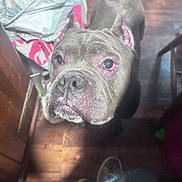 Mack joined the competition — help win amazing prizes! dog, pet, close_up, indoor, wooden_floor, shoes, jeans, household, ears_cropped, canine, animal, looking_up, flooring, domestic, muzzle, fur, nostrils, whiskers, snout, expression