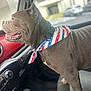 dog, bandana, car, pet, canine, indoor, seat, window, patriotic, red, white, blue, fur, collar, vehicle, looking, side_view, mammal, domestic_animal, companion