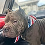 dog, pet, bandana, american_flag, inside_car, vehicle, muscular, wrinkles, close_up, blurred_background, seated, canine, companion, domestic_animal, short_hair, ears, collar, portrait, animal, indoor