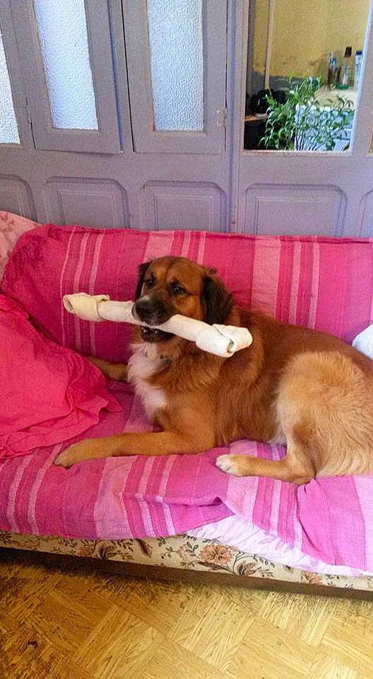 Djin a rejoint le concours — aidez-le/la à gagner de superbes lots ! canidae, carnivore, comfort, companion_dog, dog, dog_bed, dog_breed, dog_supply, door, fawn, flooring, hardwood, liver, moscow_watchdog, pet_supply, plant, room, window, wood, working_animal