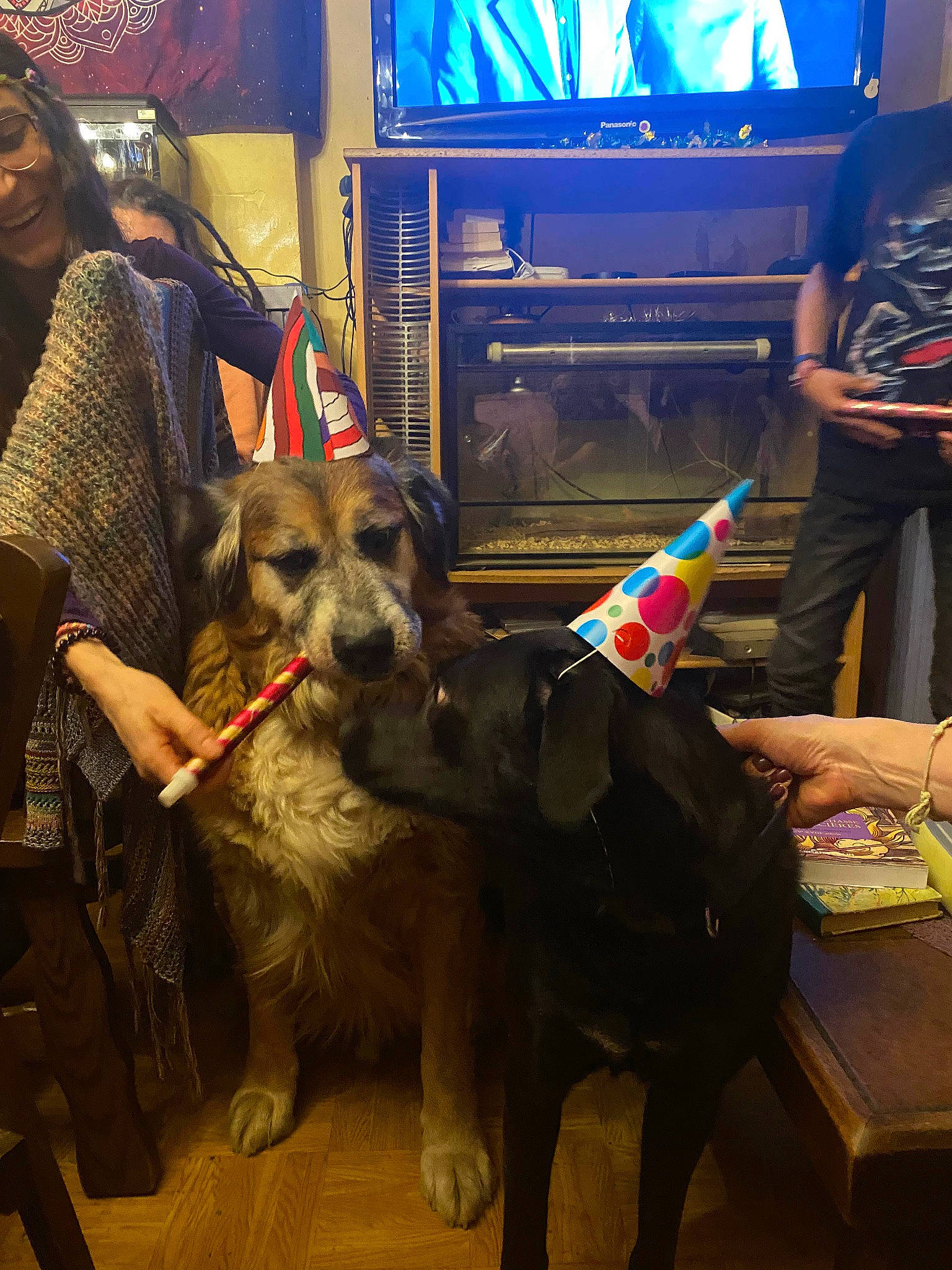 Nairobie a rejoint le concours — aidez-le/la à gagner de superbes lots ! canidae, carnivore, collar, companion_dog, dog, dog_breed, dog_collar, event, fawn, fun, fur, leash, machine, party_hat, snout, sporting_group, t_shirt, television, working_animal, working_dog