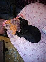 Nairobie a rejoint le concours — aidez-le/la à gagner de superbes lots ! black_cat, canidae, carnivore, comfort, companion_dog, dog, dog_breed, dog_supply, felidae, fur, linens, non_sporting_group, pattern, pet_supply, small_to_medium_sized_cats, sporting_group, tail, terrestrial_animal