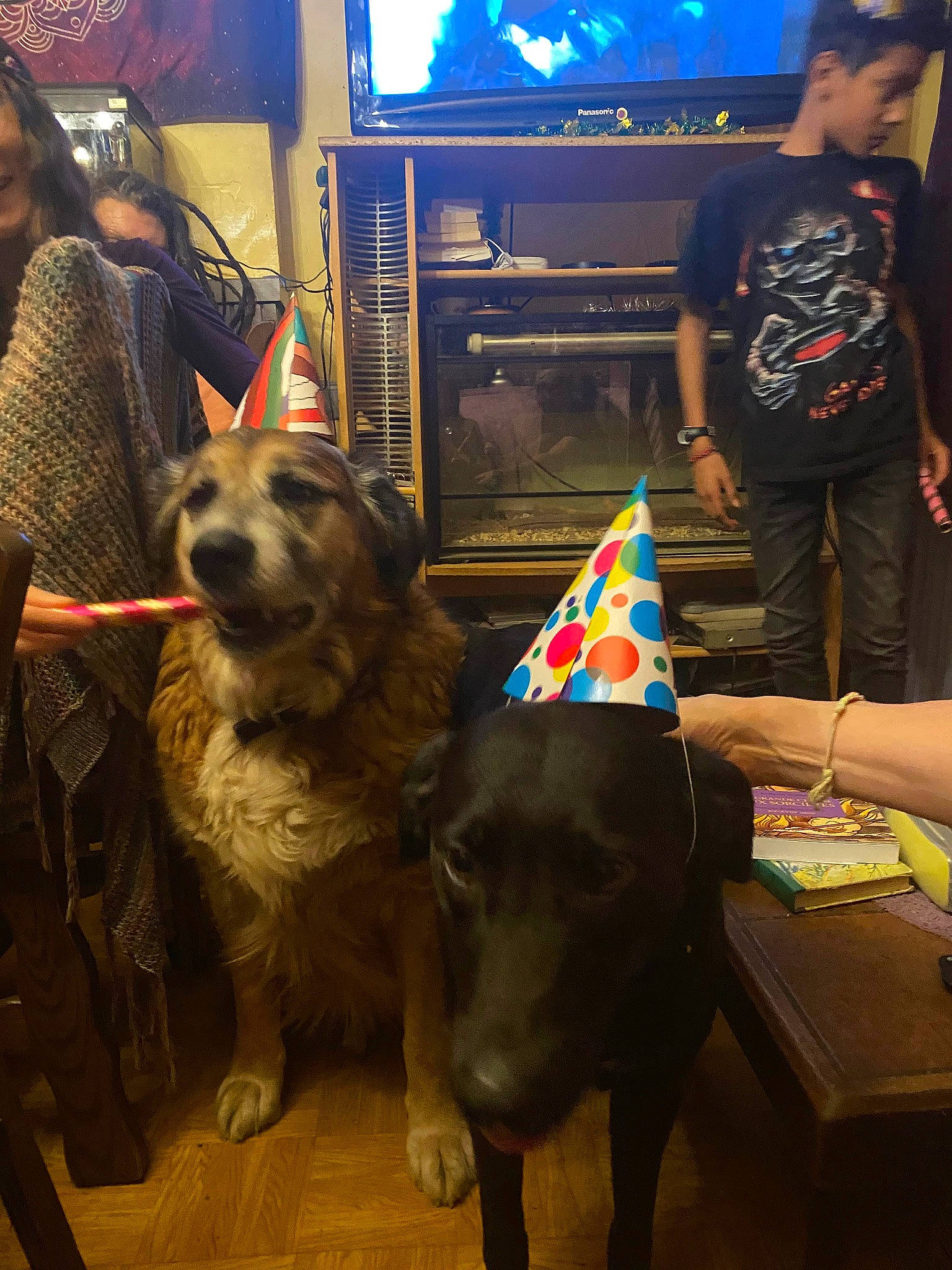 Nairobie participe au concours pour gagner de l'argent avec cette photo : canidae, carnivore, companion_dog, costume, dog, dog_breed, dog_collar, entertainment, event, fashion_accessory, fawn, fun, fur, party_hat, snout, sporting_group, t_shirt, television, television_set, working_animal