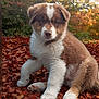 Asko a rejoint le concours — aidez-le/la à gagner de superbes lots ! puppy, dog, autumn, fall_leaves, brown, white, fur, outdoor, nature, cute, pet, animal, leaf_litter, young_dog, sitting, forest, seasonal, curious, fluffy, daylight