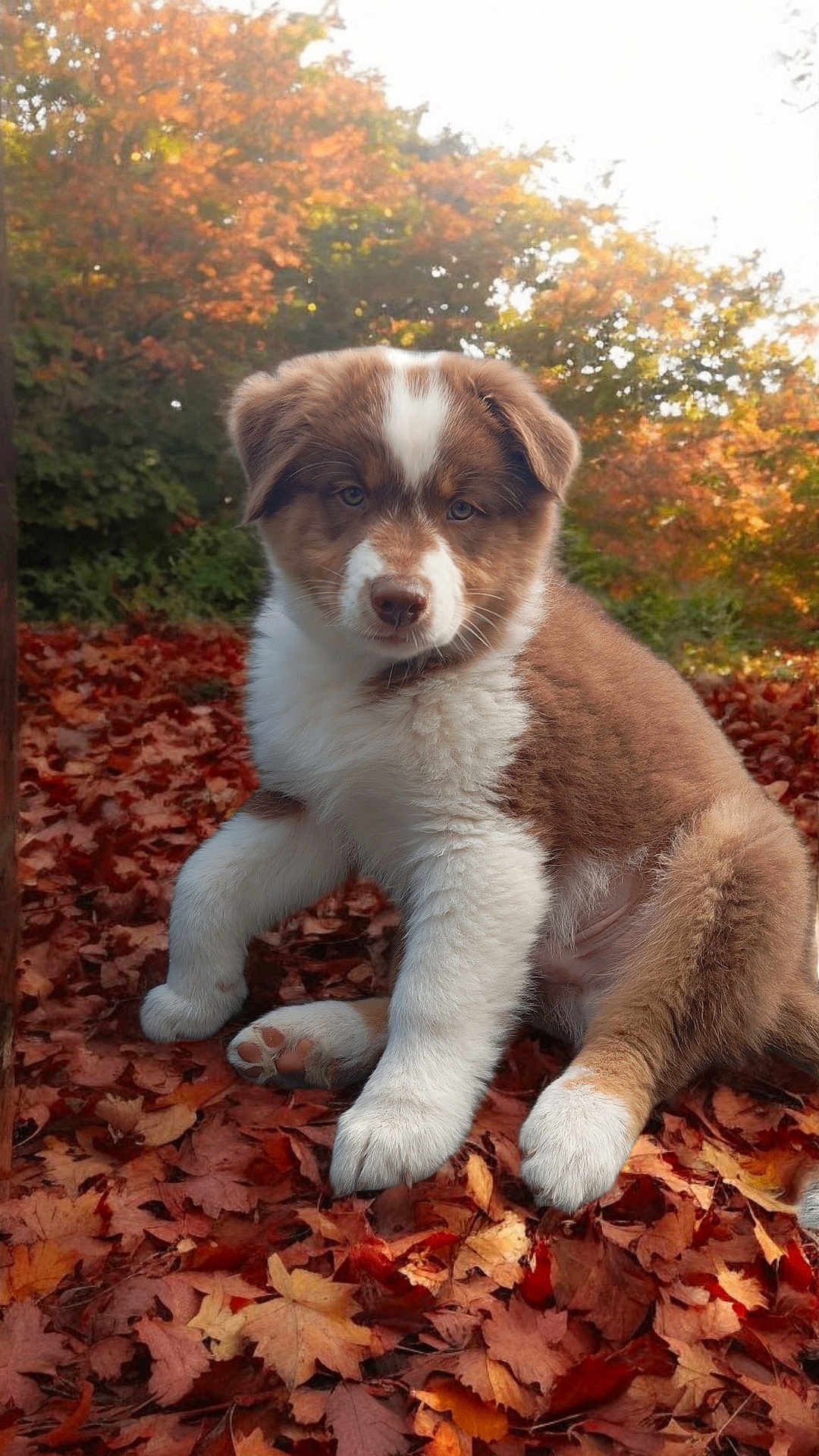 Asko