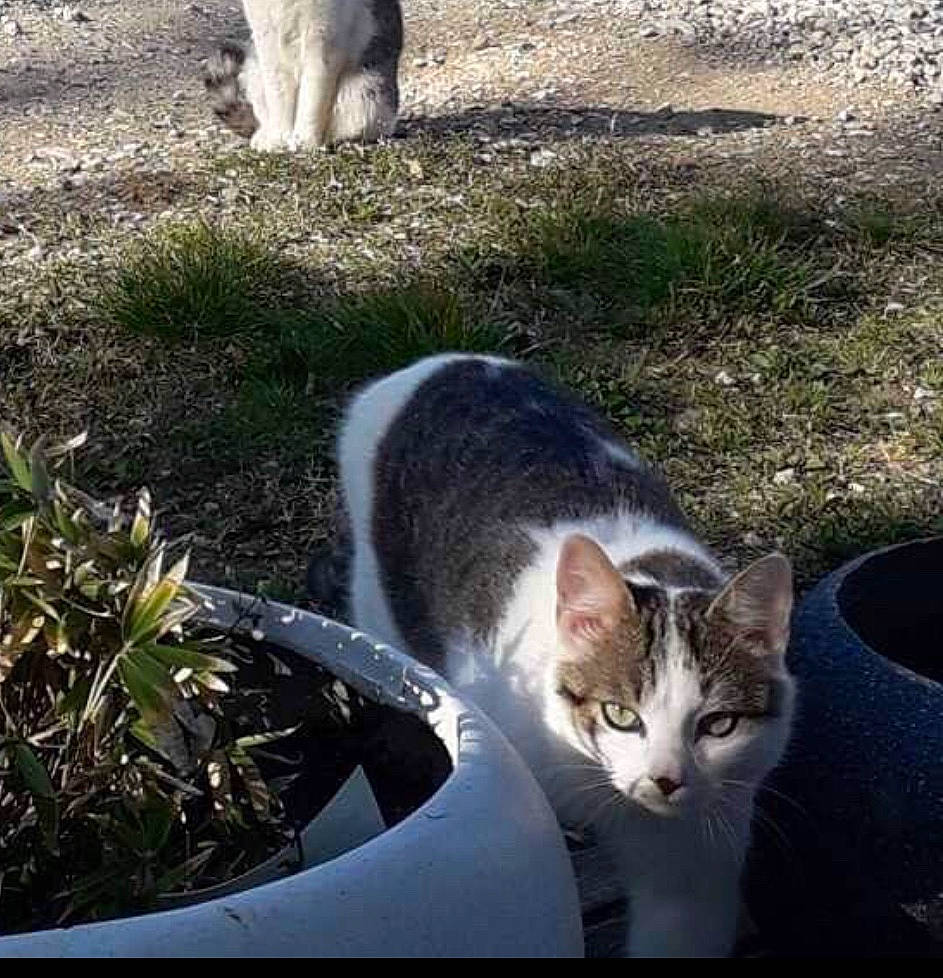 Gribouille participe au concours pour gagner de l'argent avec cette photo : aegean_cat, carnivore, cat, domestic_short_haired_cat, european_shorthair, felidae, grass, kitten, metal, morning, mountain, photography, plant, polydactyl_cat, sky, small_to_medium_sized_cats, sunlight, tail, tree, whiskers