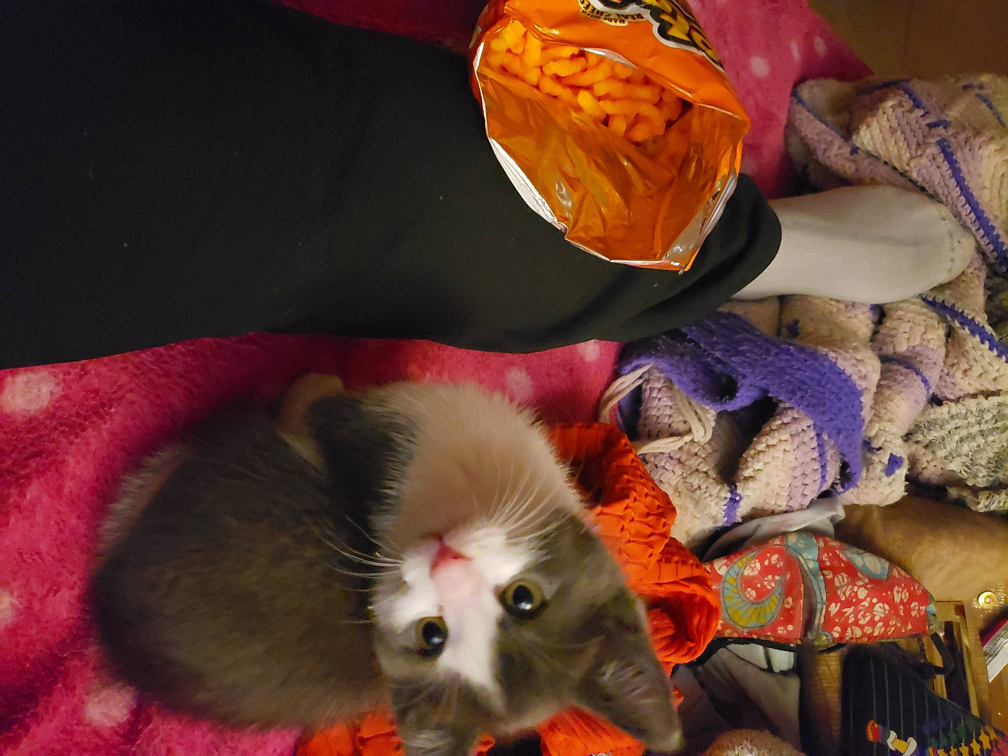 Kopaka is registered to the contest to win money with this photo: asian, carnivore, cat, fawn, felidae, kitten, small_to_medium_sized_cats, whiskers