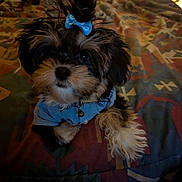 Bella joined the competition — help win amazing prizes! dog, puppy, bow, blue_bow, blue_shirt, fur, fluffy, pet, indoor, blanket, patterned_blanket, cute, small_dog, animal, companion, lying_down, looking_up, cozy, bedroom, domestic
