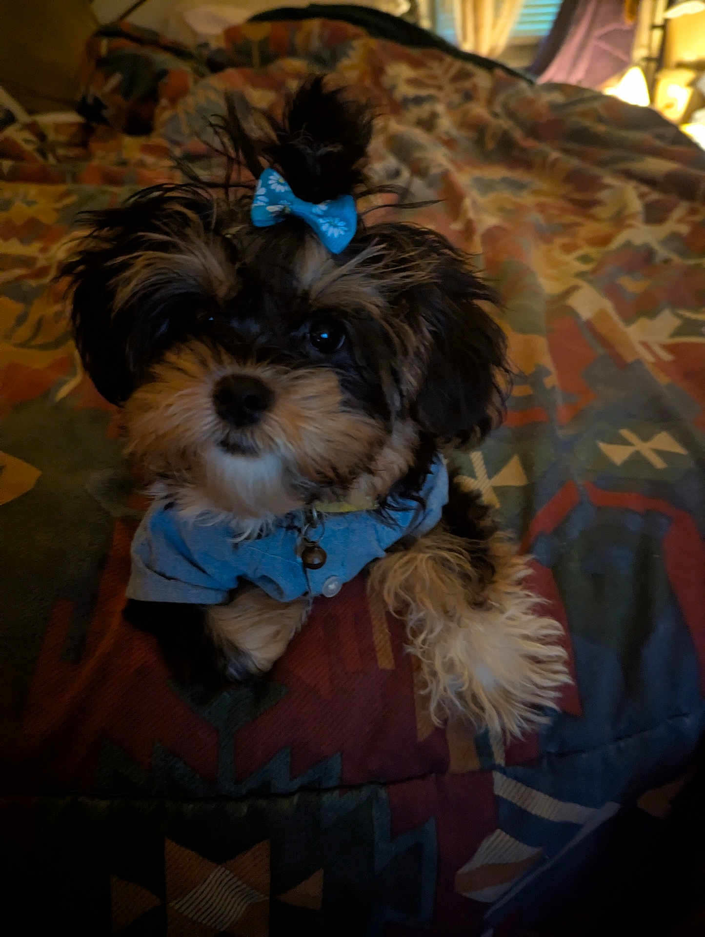 Bella