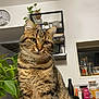 Grisou a rejoint le concours — aidez-le/la à gagner de superbes lots ! cat, tabby, pet, animal, indoor, kitchen, wooden_counter, plant, green_eyes, feline, domestic_cat, curious, sitting, whiskers, ears, fur, table, houseplant, clock, shelf