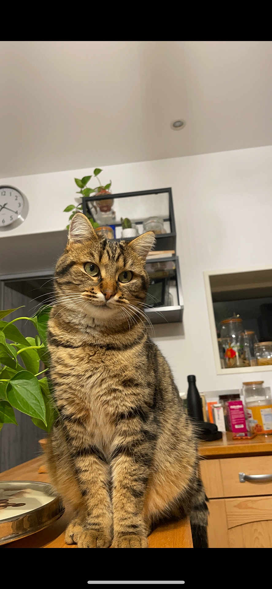 Grisou a rejoint le concours — aidez-le/la à gagner de superbes lots ! cat, tabby, pet, animal, indoor, kitchen, wooden_counter, plant, green_eyes, feline, domestic_cat, curious, sitting, whiskers, ears, fur, table, houseplant, clock, shelf