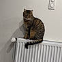 cat, tabby_cat, sitting, radiator, indoor, wall, shadow, striped, tail, pet, feline, fur, animal, domestic_animal, resting, still_life, home, quiet, relaxed, single_animal
