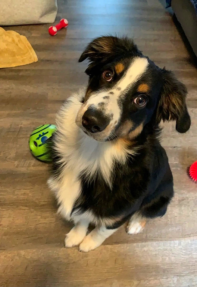 Kooper joined the competition — help win amazing prizes! bernese_mountain_dog, carnivore, companion_dog, dog, dog_breed, dog_supply, flooring, fur, hardwood, herding_dog, snout, sporting_group, whiskers, wood, working_dog
