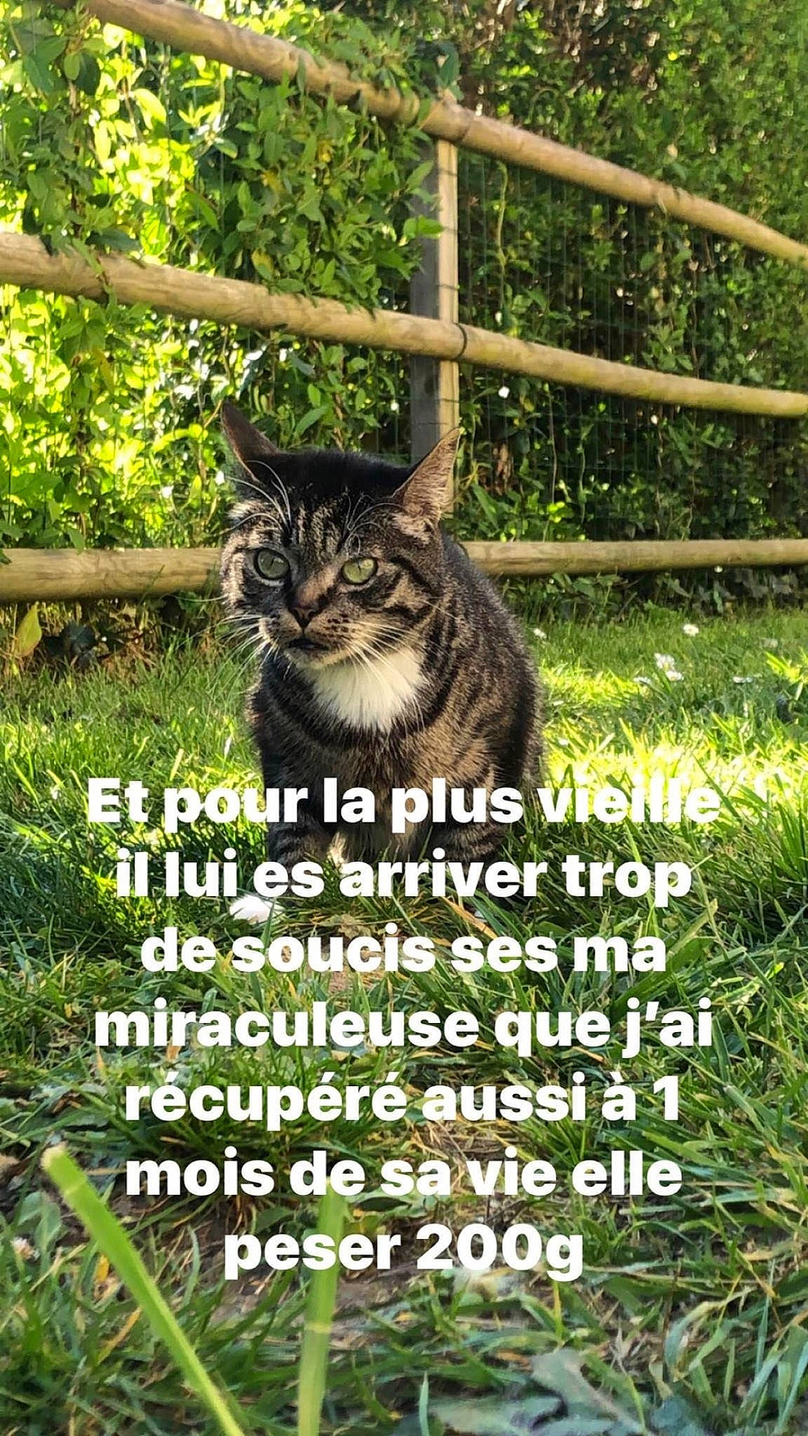 Rachitique a rejoint le concours — aidez-le/la à gagner de superbes lots ! botany, carnivore, cat, domestic_short_haired_cat, felidae, fence, font, grass, groundcover, natural_landscape, nature, organism, photo_caption, plant, small_to_medium_sized_cats, tail, terrestrial_animal, terrestrial_plant, vegetation, whiskers