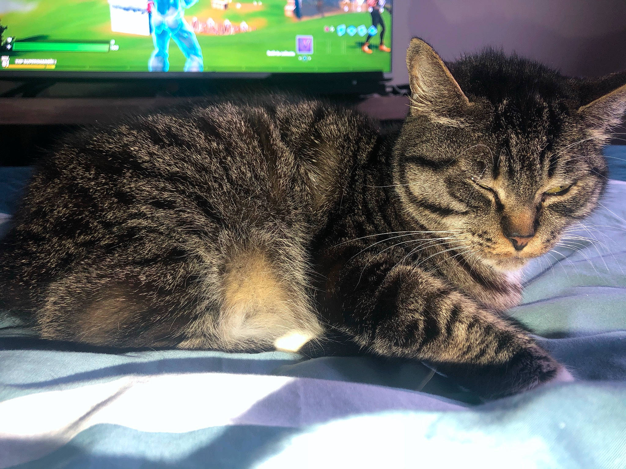 Rachitique participe au concours pour gagner de l'argent avec cette photo : carnivore, cat, claw, comfort, domestic_short_haired_cat, ear, eye, felidae, fur, laptop, nap, output_device, paw, sitting, sleep, small_to_medium_sized_cats, snout, tail, whiskers, wildlife