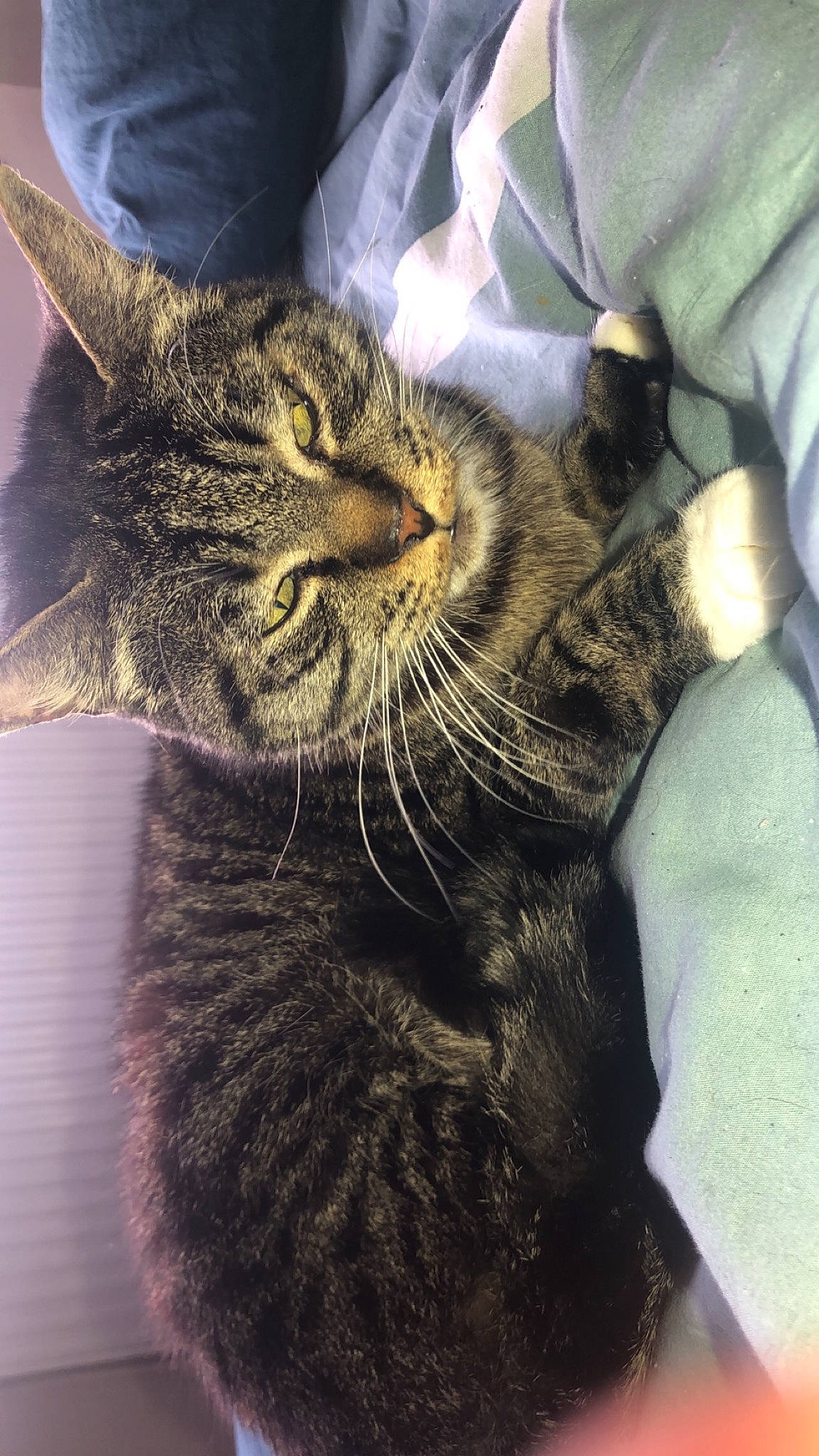 Rachitique participe au concours pour gagner de l'argent avec cette photo : carnivore, cat, claw, comfort, domestic_short_haired_cat, ear, eye, felidae, fur, paw, small_to_medium_sized_cats, snout, tail, terrestrial_animal, whiskers, window