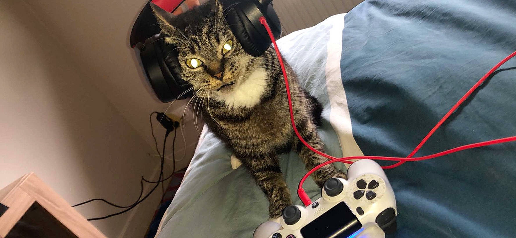 Rachitique participe au concours pour gagner de l'argent avec cette photo : audio_equipment, bag, carnivore, cat, domestic_short_haired_cat, electronic_device, eyewear, felidae, fur, game_controller, input_device, joystick, luggage_and_bags, remote_control, small_to_medium_sized_cats, snout, video_game_accessory, video_game_console, whiskers, wire