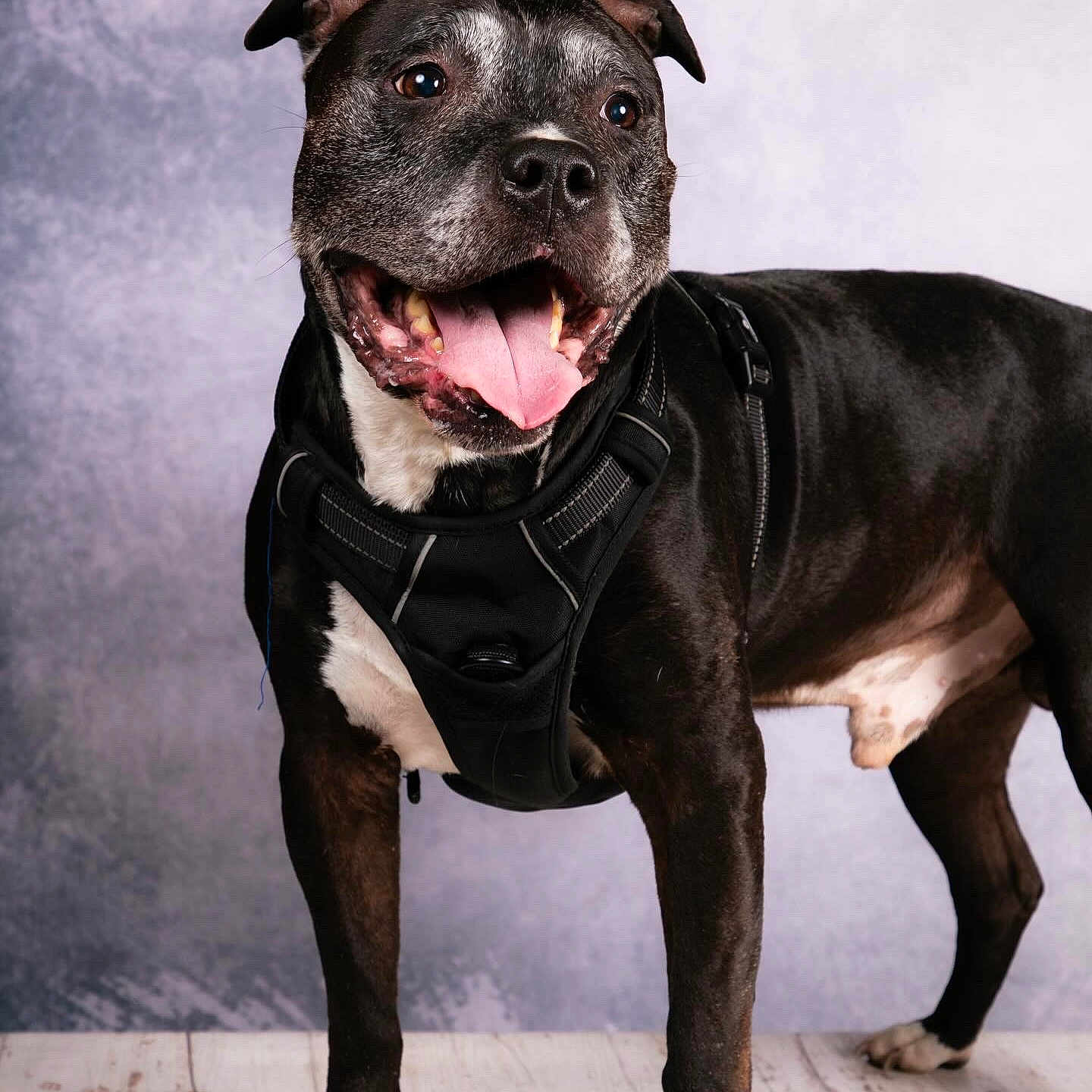 Voort participe au concours pour gagner de l'argent avec cette photo : animal, background, black_and_white, canine, close_up, dog, ears, floor, four_legs, happy, harness, indoors, muzzle, panting, pet, portrait, smiling, standing, studio, tongue_out