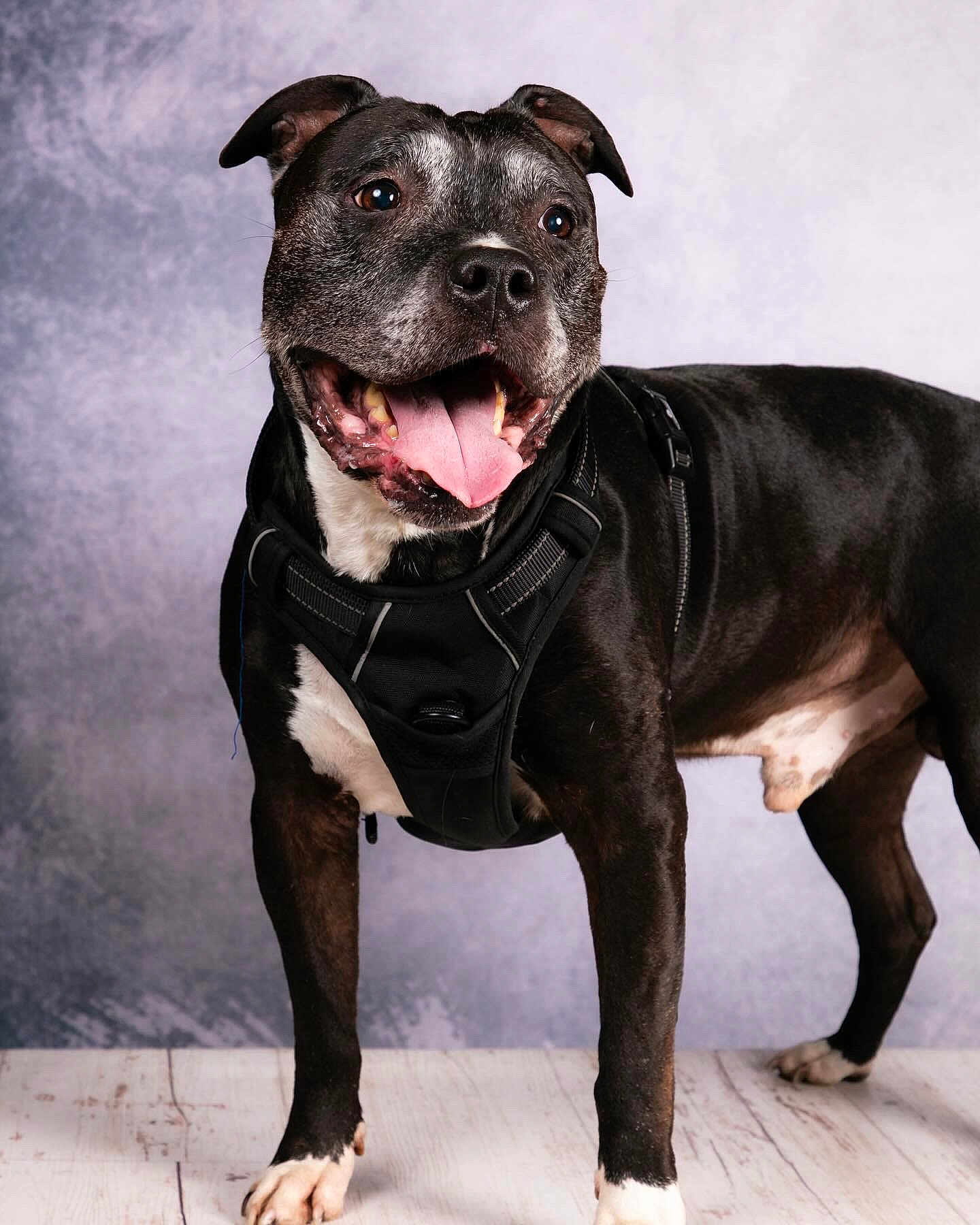 Voort participe au concours pour gagner de l'argent avec cette photo : dog, black_and_white, panting, harness, standing, indoors, studio, portrait, pet, canine, floor, tongue_out, happy, smiling, animal, close_up, ears, four_legs, background, muzzle