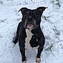 dog, black_dog, white_dog, snow, snowy_ground, outdoor, animal, pet, winter, fur, ears, alert, standing, muzzle, paws, nature, cold, canine, portrait, looking_up