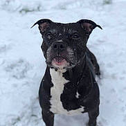 Voort participe au concours pour gagner de l'argent avec cette photo : dog, black_dog, white_chest, snow, outdoor, animal, pet, winter, fur, canine, standing, focused, snowflakes, nature, mammal, portrait, cold, alert, companion, background_blur