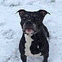 dog, black_dog, white_chest, snow, outdoor, animal, pet, winter, fur, canine, standing, focused, snowflakes, nature, mammal, portrait, cold, alert, companion, background_blur