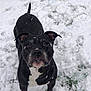 Voort a rejoint le concours — aidez-le/la à gagner de superbes lots ! dog, black_dog, white_fur, snow, snowy_ground, outdoor, animal, pet, winter, curious, alert, ears_up, fur, nature, canine, looking_up, snowflakes, cold, playful, companion
