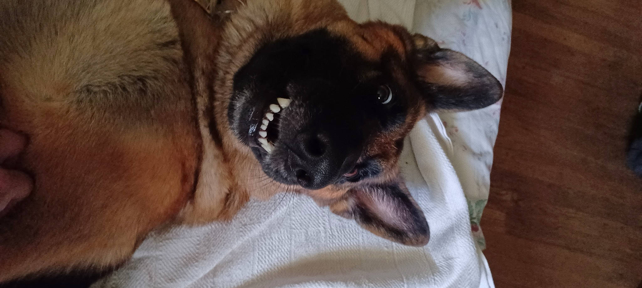 Sadie Mae joined the competition — help win amazing prizes! canidae, carnivore, comfort, companion_dog, dog, dog_breed, ear, estrela_mountain_dog, fawn, fur, german_shepherd_dog, liver, paw, puppy, snout, sporting_group, terrestrial_animal, toy_dog, whiskers, working_animal