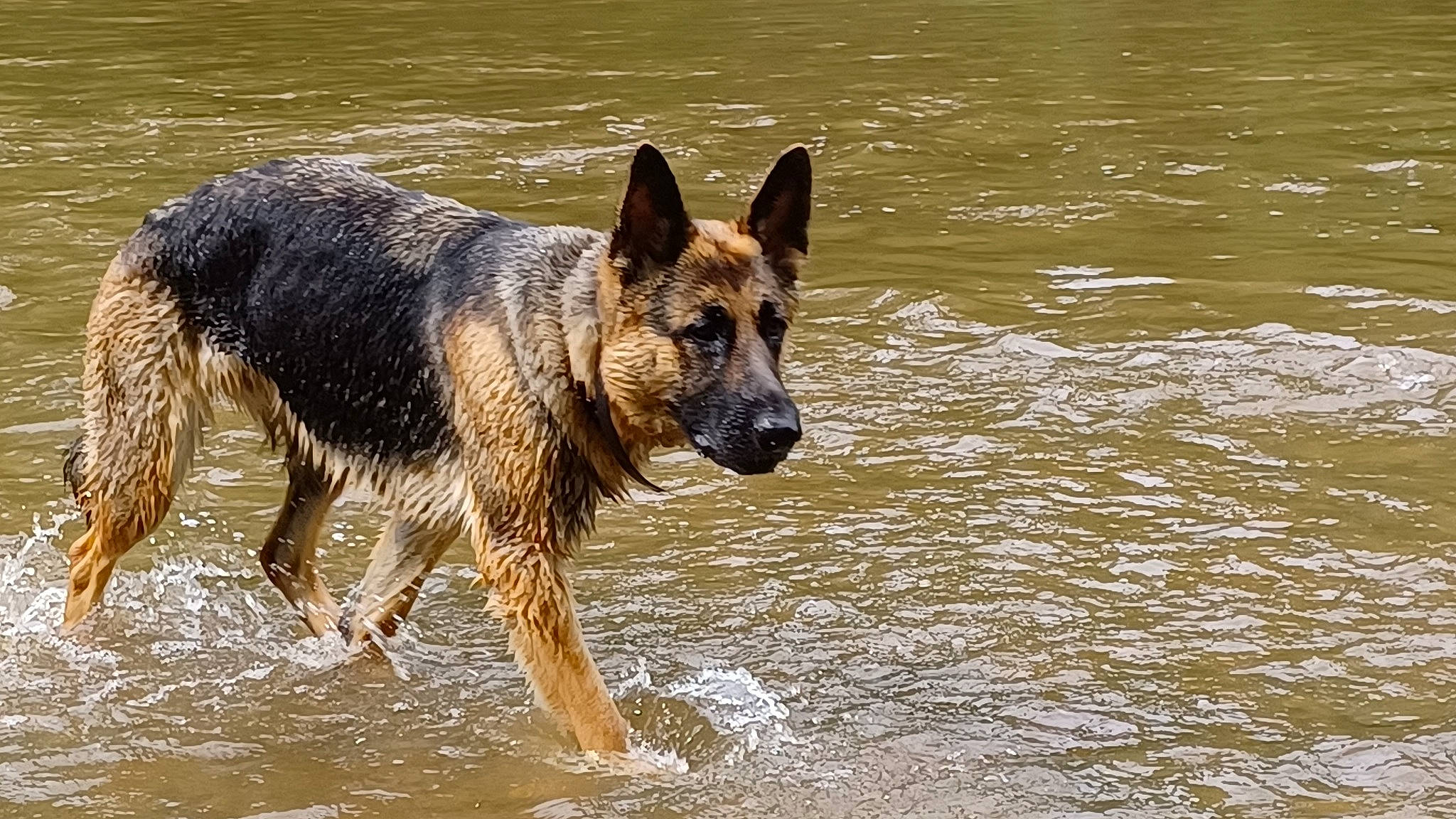 Sadie Mae joined the competition — help win amazing prizes! balance, biting, canidae, carnivore, dog, dog_breed, east_european_shepherd, fawn, german_shepherd_dog, herding_dog, king_shepherd, lake, snout, sporting_group, terrestrial_animal, water, wildlife, working_animal, working_dog