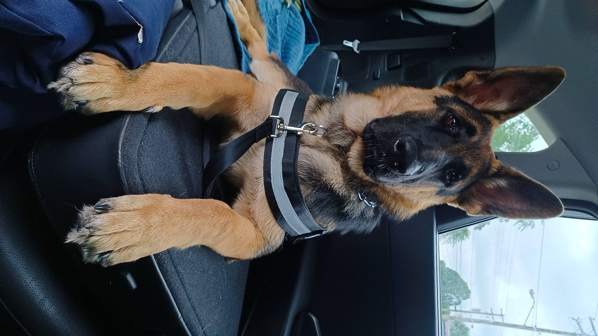 Sadie Mae is registered to the contest to win money with this photo: auto_part, canidae, carnivore, collar, companion_dog, dog, dog_breed, dog_collar, eyewear, fawn, fur, german_shepherd_dog, gesture, snout, sporting_group, sunglasses, whiskers, window, windshield, wrist