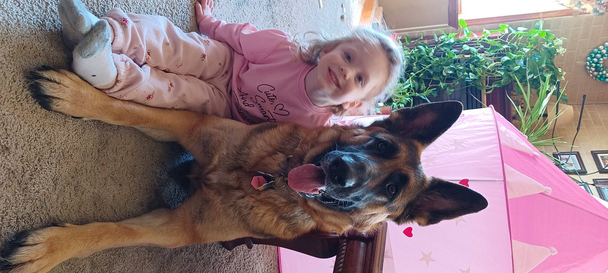 Sadie Mae is registered to the contest to win money with this photo: canidae, carnivore, collar, comfort, companion_dog, dog, dog_breed, ear, fawn, german_shepherd_dog, happy, head, mammal, plant, smile, snout, sporting_group, toddler, vertebrate, working_animal