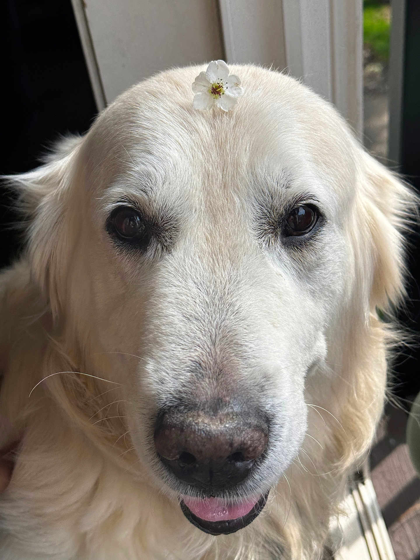 Suko