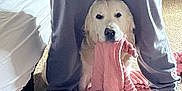 Suko joined the competition — help win amazing prizes! dog, golden_retriever, blanket, person, legs, carpet, bed, indoor, cozy, playful, pet, animal, holding, pink, fabric, casual_clothing, footwear, home, cute, funny_moment