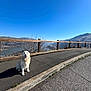 Suko is registered to the contest to win money with this photo: dog, golden_retriever, pavement, fence, outdoor, sunny, blue_sky, hill, landscape, pet, canine, smiling, nature, walking_path, animal, daylight, shadow, recreation, scenic, happy