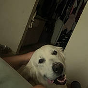 Suko is registered to the contest to win money with this photo: dog, golden_retriever, pet, happy, tongue_out, indoor, closet, clothing, hand, person, smile, animal, fur, canine, domestic_animal, companion, friendly, face, head, mammal