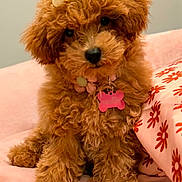 Muffin joined the competition — help win amazing prizes! puppy, dog, curly_fur, brown_fur, small_dog, toy_poodle, bow, collar, dog_tag, sitting, bed, blanket, pillow, floral_pattern, indoor, portrait, cute, pet, black_nose, adorable
