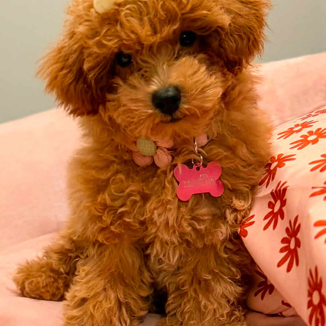 Muffin