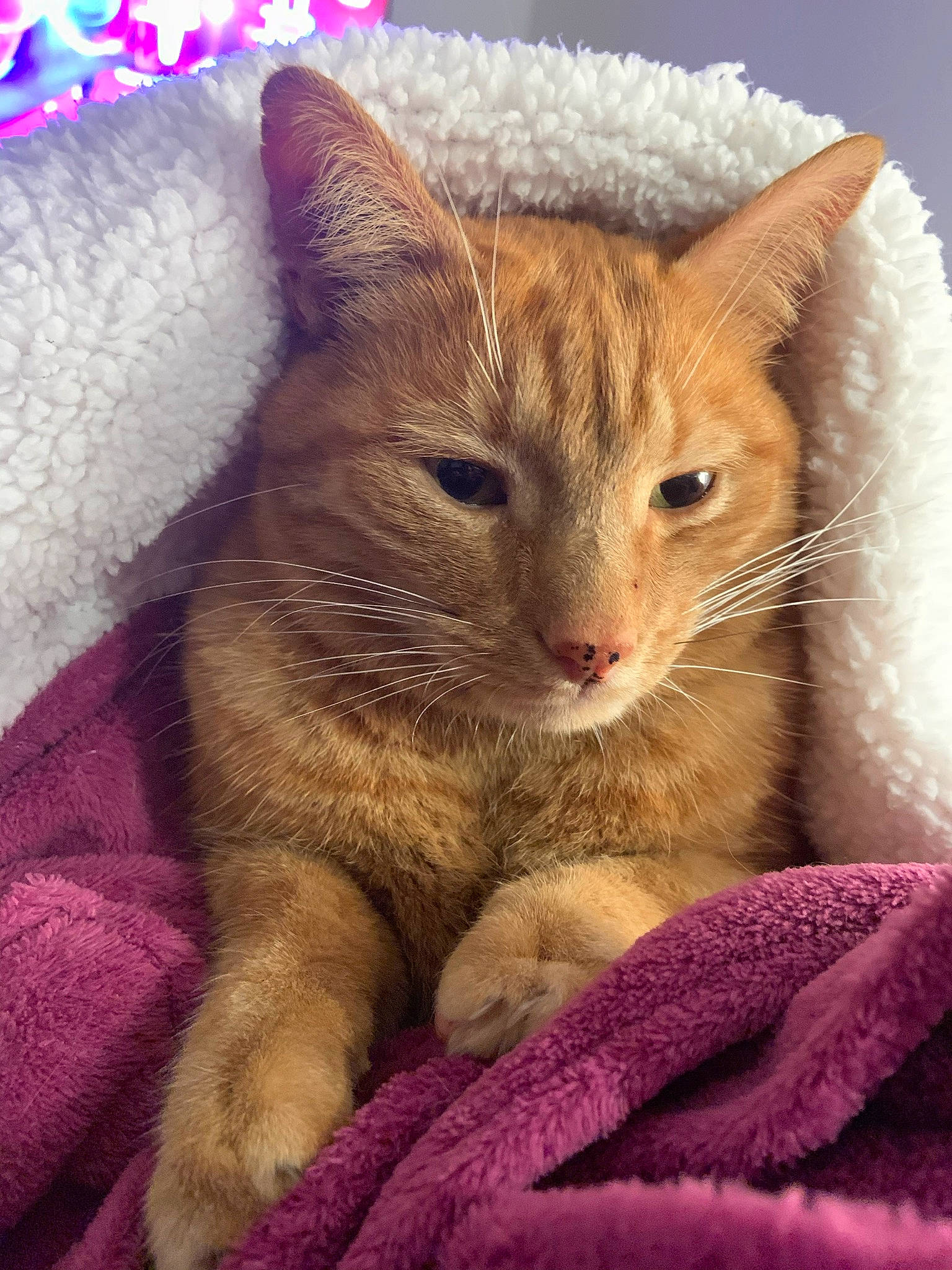 Lutin a rejoint le concours — aidez-le/la à gagner de superbes lots ! carnivore, cat, cat_supply, claw, close_up, comfort, domestic_short_haired_cat, eye, fawn, felidae, fur, magenta, paw, pet_supply, photo_caption, small_to_medium_sized_cats, snout, tail, terrestrial_animal, whiskers