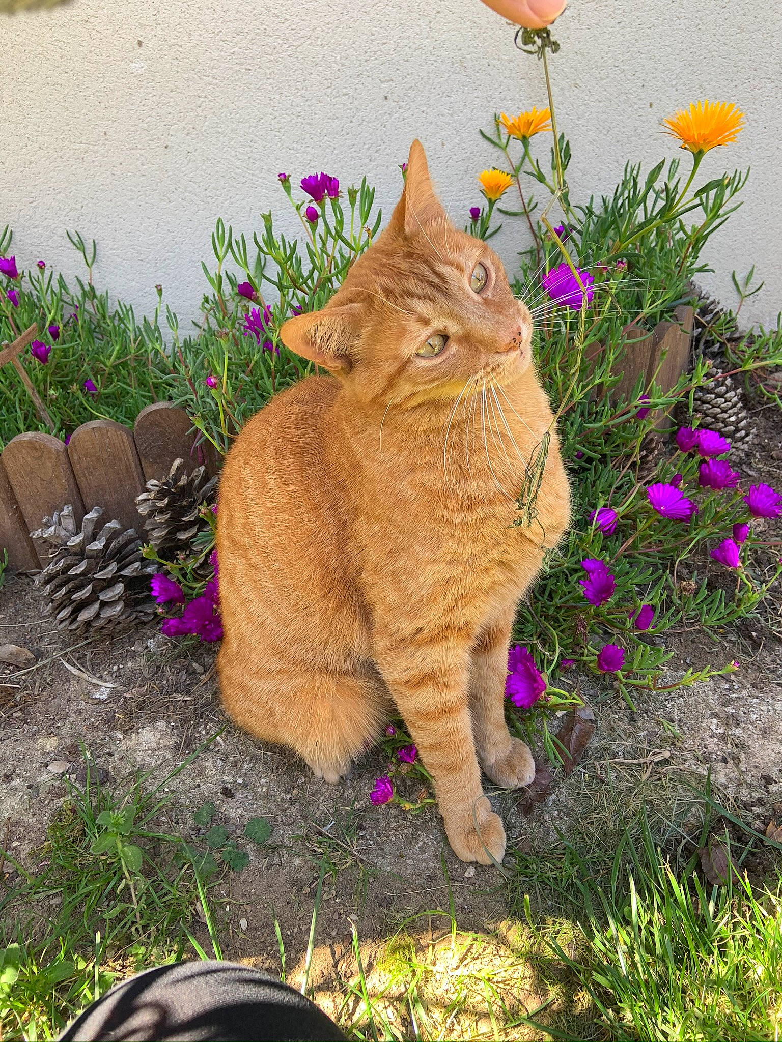 Lutin participe au concours pour gagner de l'argent avec cette photo : botany, carnivore, cat, fawn, felidae, flower, grass, groundcover, landscape, leaf, meadow, natural_landscape, petal, plant, shrub, small_to_medium_sized_cats, snout, tail, terrestrial_animal, whiskers