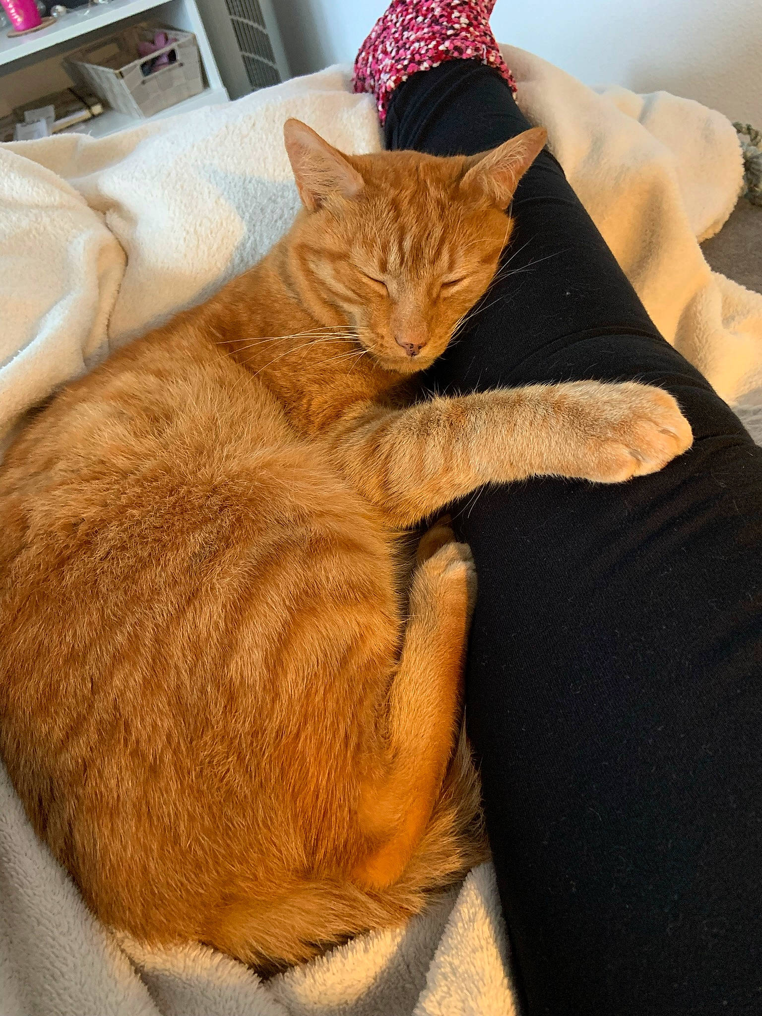 Lutin a rejoint le concours — aidez-le/la à gagner de superbes lots ! canidae, carnivore, cat, claw, comfort, domestic_short_haired_cat, fawn, felidae, fur, hat, human_leg, linens, nap, paw, sitting, small_to_medium_sized_cats, tail, textile, whiskers, wood