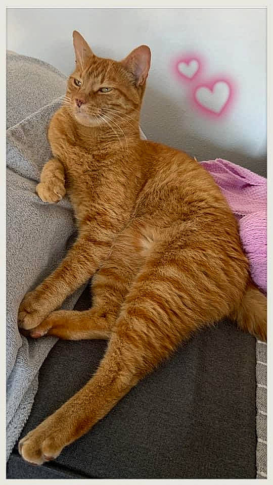 Lutin participe au concours pour gagner de l'argent avec cette photo : art, carnivore, cat, claw, comfort, domestic_short_haired_cat, fawn, felidae, foot, fur, human_leg, paw, rectangle, sitting, small_to_medium_sized_cats, snout, tail, terrestrial_animal, whiskers, wood