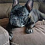 Zoey joined the competition — help win amazing prizes! dog, french_bulldog, pet, animal, couch, brown, indoor, ears, face, paw, relaxing, alert, fur, snout, nose, eyes, home, seated, mammal, companion